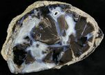 Petrified Wood Slice - Eden Valley, Wyoming #28293-1